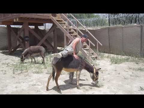 Trying to ride a donkey, COP Kherwar Afghanistan