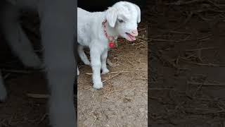 Cute baby #goat #hapur #viral#animals #ytshorts #shortvideo #suscribe #supportme