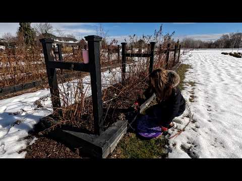 How to Prune Raspberries & Greenstalk Unboxing! 🥰✂️📦 // Garden Answer