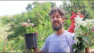 Propagating Bougainvillea The Easy Way