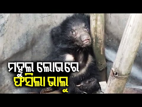 Odisha: Bear cub enters into village in Balasore's Nilgiri | KalingaTV