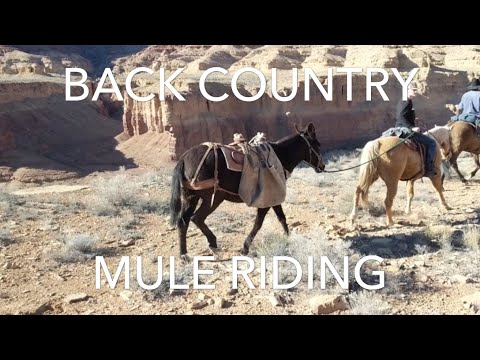 Back Country Mule Riding