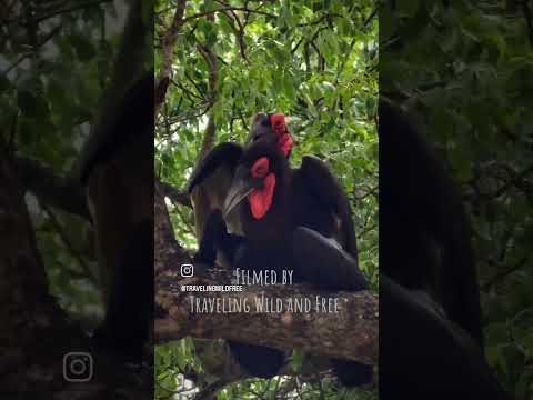 Volume Up! Southern Ground Hornbills mating #wildlife #safarilife #digitalnomad #thunderbird #rare