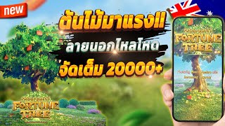 สมัครสล็อต สมัครสล็อต wallet สมัครสล็อต pg 💎 Prosperity Fortune tree : ต้นไม้มาแรงปังๆ