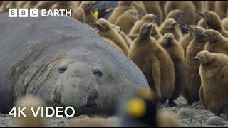 Incredible 4K Nature Scenes Narrated By David Attenborough | BBC Earth