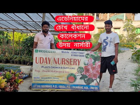 উদয় নার্সারীর Adenium plant এর চোখ ধাঁধানো কালেকশন!#adeniumcare