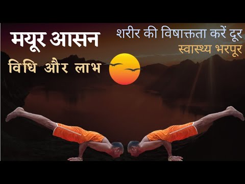 मयूर आसन। mayur asan | मयूर आसन की सरल विधि। Mayur Aasana | Mayurasan tutorial | peacock pose |