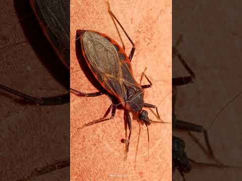 Whatever You Do, Do Not Kiss This Kissing Bug #shorts