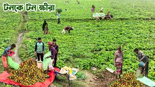 চলনবিলে টনকে টন ক্ষীরা চাষ || Panorama Documentary