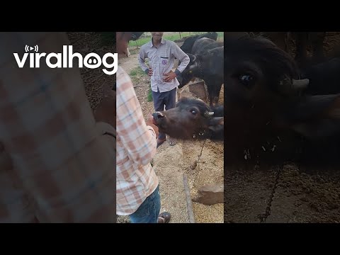 Cattle Uses Tongue To Help Count Money || ViralHog