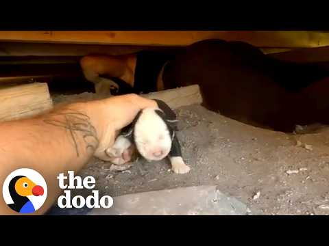 Couple Crawls Under A House To Rescue Newborn Puppies | The Dodo