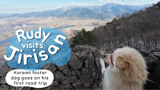 Road Trip to Gurye and Jirisan with Rudy | Exploring Korea with foster dog