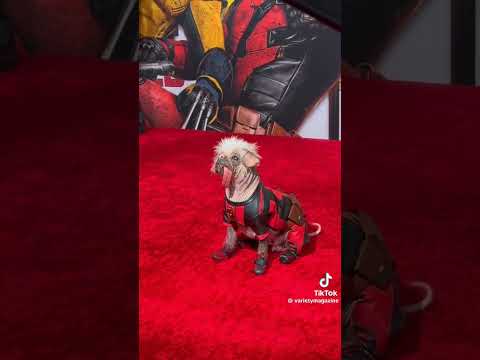 Peggy, aka Dogpool, makes a red carpet appearance at the #DeadpoolandWolverine New York premiere.