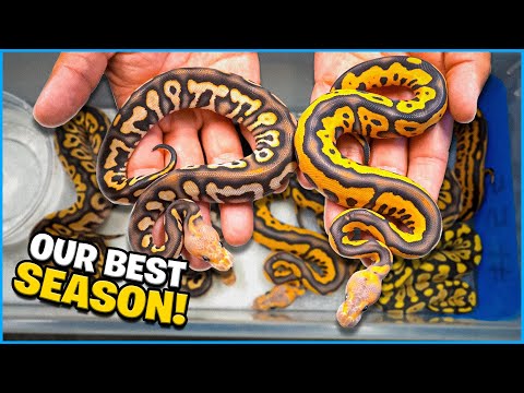 World First Snakes! This Will Be Our Best Season Yet !