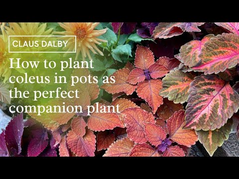 How to plant coleus in pots as the perfect companion plant