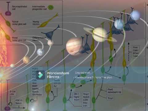 Lecture clip 3. The Astrological Functional Lights (Planets): Full lecture in video description.