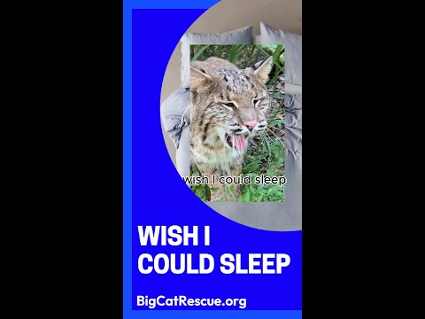 Shiloh Bobcat Wish I Could Sleep