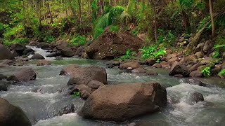 Soft River Sounds & Relaxing Background Noise | Stress Relief, Focus & Yoga Retreat