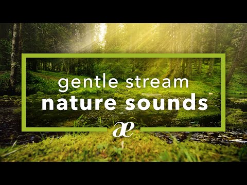 Relaxing Gentle Ambient Forest Stream Sounds for Sleep — 4K UHD