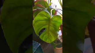 Money plant ki trah fast growth hoti hai #gardengupshup #moneyplantcare #fastgrowth #monstera #tips