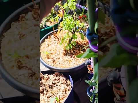 Checking on my dwarf pomegranate  #gmgvlog #containergardening