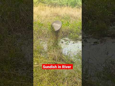 sundish in river || super setlight #short #shorts