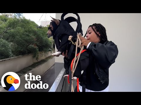 Dog Goes Undercover To Get His Ball Back | The Dodo