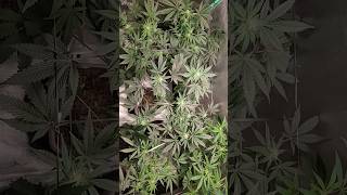 Day 52 Week 5 12-12 🐌 #spiderfarmerled #trending #viralvideo #sf1000 #plants #viral #today #cultivo