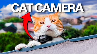 Vlogging CAT Explores The CITY 😂