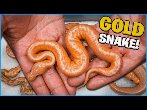 We Hatched A Golden Snake + New Sunset Clown Combo!