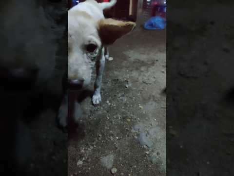 Poor Dogs :( #ytshorts #dogs #streetdog