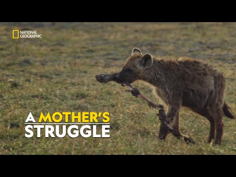 Dikeledi’s Fight for Survival |  Savage Kingdom | हिन्दी | S3-E2 | Nat Geo Wild