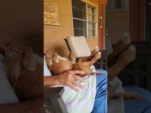 Baxter Stretching His Legs During Therapy