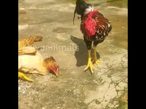 my rooster & hens feeding short #shorts #short #shortvideo