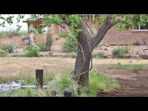 Cottontails on a hot June 9 2024 afternoon