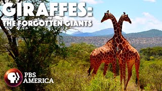 Giraffes: The Forgotten Giants (2014) | Full Documentary