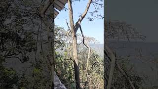 tirumala alipiri way trees nature #tirupati om namo venkateshaya