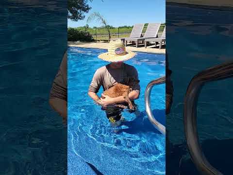 Water Therapy For My Paralyzed Chihuahua Baxter