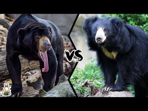 Sun Bear vs Sloth Bear - Who Would Win?