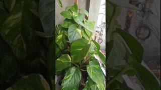 #houseplants #viralvideo #shortvideo #indoorplants #youtubeshorts #plants