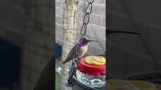 OMG! The colors! #hummingbird #hummingbirdlover #hummingbirdlove  #birdwatching #birdwatcher