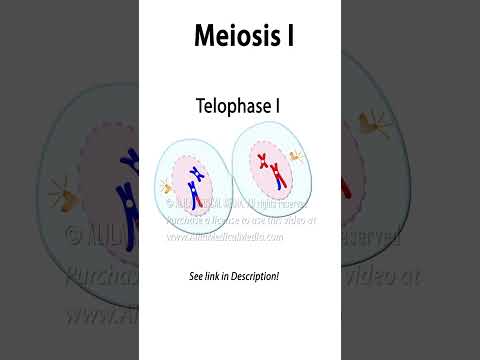 Meiosis Animation with Crossing-over  #biology #celldivision #meiosis #genetics #recombination