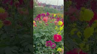 Khirai , purulia|unseen beauty of West Bengal |khirai flower garden 2025