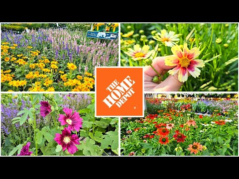 July 2024 Home Depot Garden Center Plants Perennials & Shrubs NEW ARRIVALS!