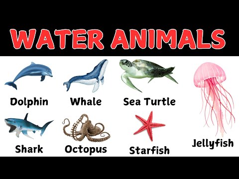 Water Animals | Water Animals name in english and Hindi I with pictures & video I Sea Animals |