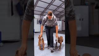 #usa#k9#k9protection#k9handler#malinois#dogtraining#trending#viralvideo#dog#training#doglover#video