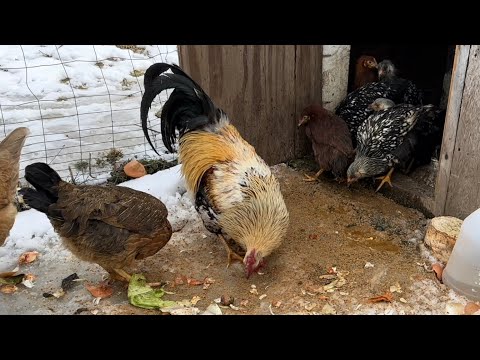 establishing PECKING ORDER (introducing “younger” chickens to “older” chickens