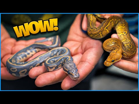 These Snakes Are unreal ! Check out what’s to come !