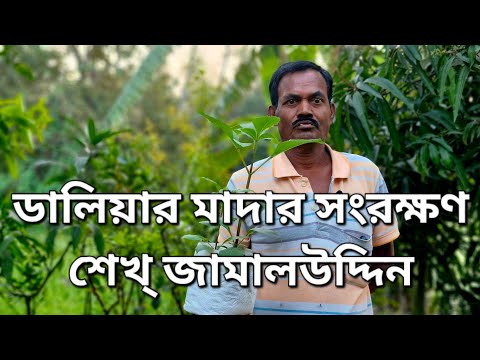 ডালিয়ার মাদার সংরক্ষণ|ডালিয়া সিরিজ 2025-26|শেখ্ জামালউদ্দিন📱8649861571