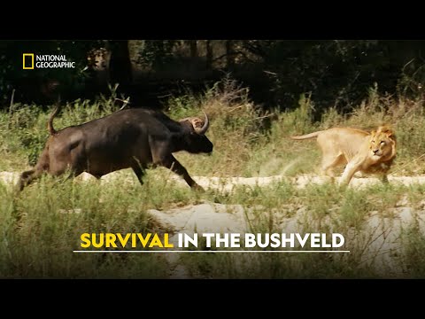 Savage Bushveld | Africa’s Deadly Kingdoms | हिंदी | S1 - E6 | Nat Geo Wild